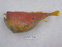 藏品(阿部單棘躄魚)的圖片